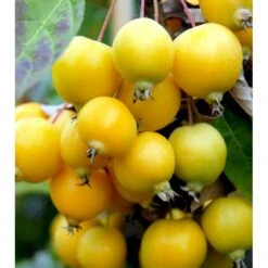 Paradisæble 'Golden Hornet' Malus Hybrid 'Golden Hornet' Potte 10 Liter 150-175 Cm. -Osmoz Naturens Butik mi5087 malus golden hornet a156