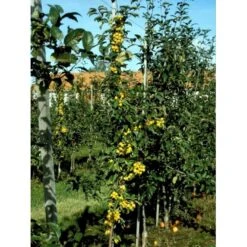 Paradisæble 'Golden Hornet' Malus Hybrid 'Golden Hornet' Potte 10 Liter 150-175 Cm. -Osmoz Naturens Butik mi5087 malus golden hornet ea30