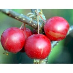 Paradisæble 'Gorgeous' Malus Hybrid 'Gorgeous' Heister 175-200 Cm. Med Potte -Osmoz Naturens Butik mi5088 malus gorgeous 3348