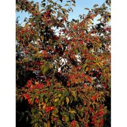 Paradisæble 'Gorgeous' Malus Hybrid 'Gorgeous' Heister 175-200 Cm. Med Potte -Osmoz Naturens Butik mi5088 malus gorgeous cb41