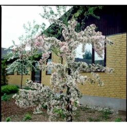 Paradisæble 'Gorgeous' Malus Hybrid 'Gorgeous' Heister 175-200 Cm. Med Potte -Osmoz Naturens Butik mi5088 malus gorgeous f369