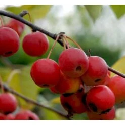 Paradisæble 'Gorgeous' Malus Hybrid 'Gorgeous' Heister 175-200 Cm. Med Potte -Osmoz Naturens Butik mi5088 malus gorgeous fd48