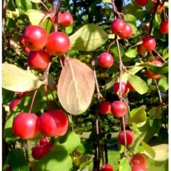 Paradisæble 'Red Sentinel' Malus Ssp. 'Red Sentinel' Heister 175-200 Cm. Med Potte -Osmoz Naturens Butik mi5117 malus red sentinel f14a