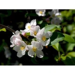 Paradisæble 'Red Sentinel' Malus Ssp. 'Red Sentinel' Heister 175-200 Cm. Med Potte -Osmoz Naturens Butik mi5118 malus red sentinel 211b