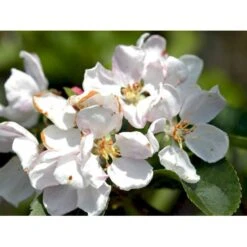 Paradisæble 'Red Sentinel' Malus Ssp. 'Red Sentinel' Heister 175-200 Cm. Med Potte -Osmoz Naturens Butik mi5118 malus red sentinel 24c4