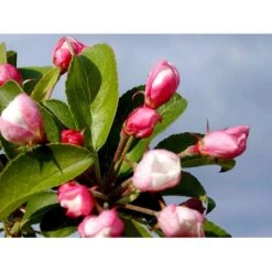 Paradisæble 'Red Sentinel' Malus Ssp. 'Red Sentinel' Heister 175-200 Cm. Med Potte -Osmoz Naturens Butik mi5118 malus red sentinel 4bf4