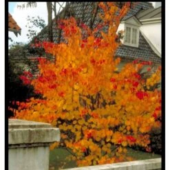 Hjertetræ Cercidiphyllum Japonicum Potte 7,5 Liter 175-200 Cm. -Osmoz Naturens Butik mi511 cercidiphyllum japonicum a066