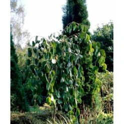 Hængende Hjertetræ Cercidiphyllum Japonicum 'Pendulum' Opstammet 150 Cm. Med Potte -Osmoz Naturens Butik mi518 cercidiphyllum jap pendula 259f