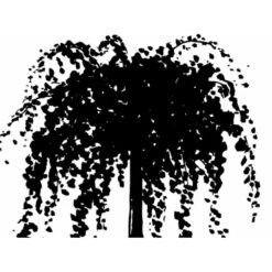 Hængende Hjertetræ Cercidiphyllum Japonicum 'Pendulum' Opstammet 150 Cm. Med Potte -Osmoz Naturens Butik mi518 cercidiphyllum jap pendula 2ef5