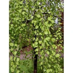 Hængende Hjertetræ Cercidiphyllum Japonicum 'Pendulum' Opstammet 150 Cm. Med Potte -Osmoz Naturens Butik mi518 cercidiphyllum jap pendula 6025
