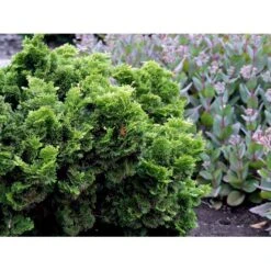 Solcypres 'Nana Gracilis' Chamaecyparis Obtusa 'Nana Gracilis' Potte 2,0 Liter,- 12-15 Cm. -Osmoz Naturens Butik mi526 chamaecyparis obtusa nana gracilis 4450