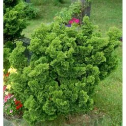 Solcypres 'Nana Gracilis' Chamaecyparis Obtusa 'Nana Gracilis' Potte 2,0 Liter,- 12-15 Cm. -Osmoz Naturens Butik mi526 chamaecyparis obtusa nana gracilis 5bb8