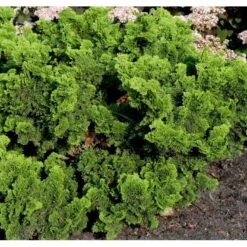 Solcypres 'Nana Gracilis' Chamaecyparis Obtusa 'Nana Gracilis' Potte 2,0 Liter,- 12-15 Cm. -Osmoz Naturens Butik mi526 chamaecyparis obtusa nana gracilis 8401