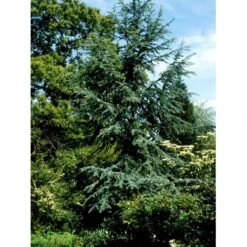 Libanon Ceder 'Glauca' Cedrus Libani 'Glauca' Potte 15 Liter,- 125-150 Cm. -Osmoz Naturens Butik mi5432 cedrus libani nana 53c5