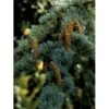 Libanon Ceder 'Glauca' Cedrus Libani 'Glauca' Potte 15 Liter,- 125-150 Cm. 1 Libanon Ceder 'Glauca' Cedrus Libani 'Glauca' Potte 15 Liter,- 125-150 Cm. -Osmoz Naturens Butik mi5432 cedrus libani nana 65ff