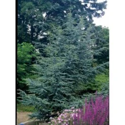 Libanon Ceder 'Glauca' Cedrus Libani 'Glauca' Potte 15 Liter,- 125-150 Cm. -Osmoz Naturens Butik mi5432 cedrus libani nana dfb6