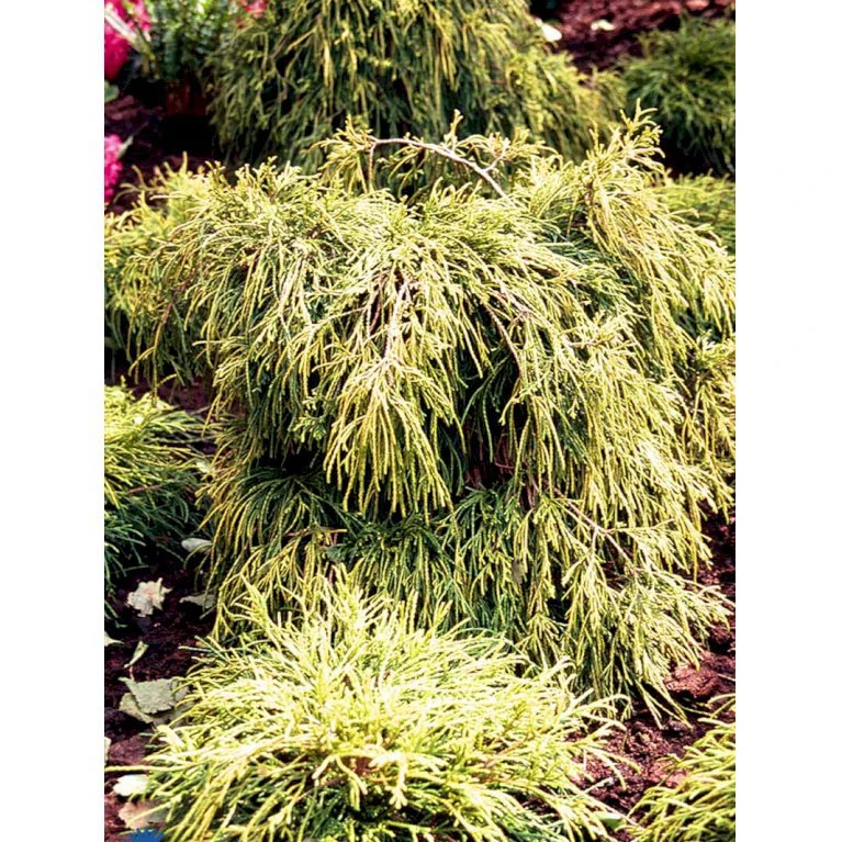 Trådcypres 'Filifera Sungold' Chamaecyparis Pisifera 'Filifera Sungold' Potte 2,0 Liter,- 30-40 Cm. 3 Trådcypres 'Filifera Sungold' Chamaecyparis Pisifera 'Filifera Sungold' Potte 2,0 Liter,- 30-40 Cm.