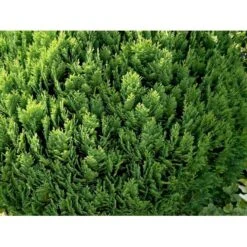 Ædelcypres 'Globosa' Chamaecyparis Lawsoniana 'Globosa' Potte 3,0 Liter,- 30-40 Cm. -Osmoz Naturens Butik mi5479 chamaecyparis laws globosa edab