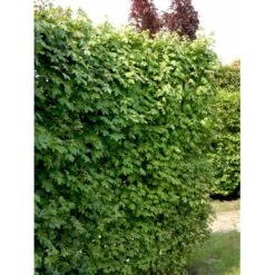 Rønnehæk Sorbus Mougeotii Heister 125-150 Cm. Med Potte -Osmoz Naturens Butik mi54 acer campestre 7b58