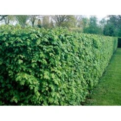 Rønnehæk Sorbus Mougeotii Heister 125-150 Cm. Med Potte