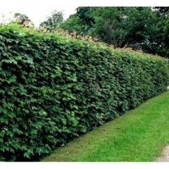 Rønnehæk Sorbus Mougeotii Heister 125-150 Cm. Med Potte -Osmoz Naturens Butik mi54 acer campestre b5b1