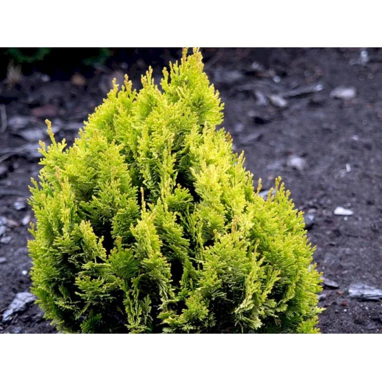 Dværg Ædelcypres 'Minima Aurea' Chamaecyparis Lawsoniana 'Minima Aurea' Potte 3,0 Liter,- 25-30 Cm. 8 Dværg Ædelcypres 'Minima Aurea' Chamaecyparis Lawsoniana 'Minima Aurea' Potte 3,0 Liter,- 25-30 Cm. - Billede 6