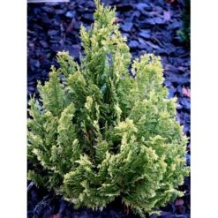 Dværg Ædelcypres 'Minima Aurea' Chamaecyparis Lawsoniana 'Minima Aurea' Potte 3,0 Liter,- 25-30 Cm. 12 Dværg Ædelcypres 'Minima Aurea' Chamaecyparis Lawsoniana 'Minima Aurea' Potte 3,0 Liter,- 25-30 Cm. -Osmoz Naturens Butik mi5500 chamaecyparis laws minima aurea dfc0