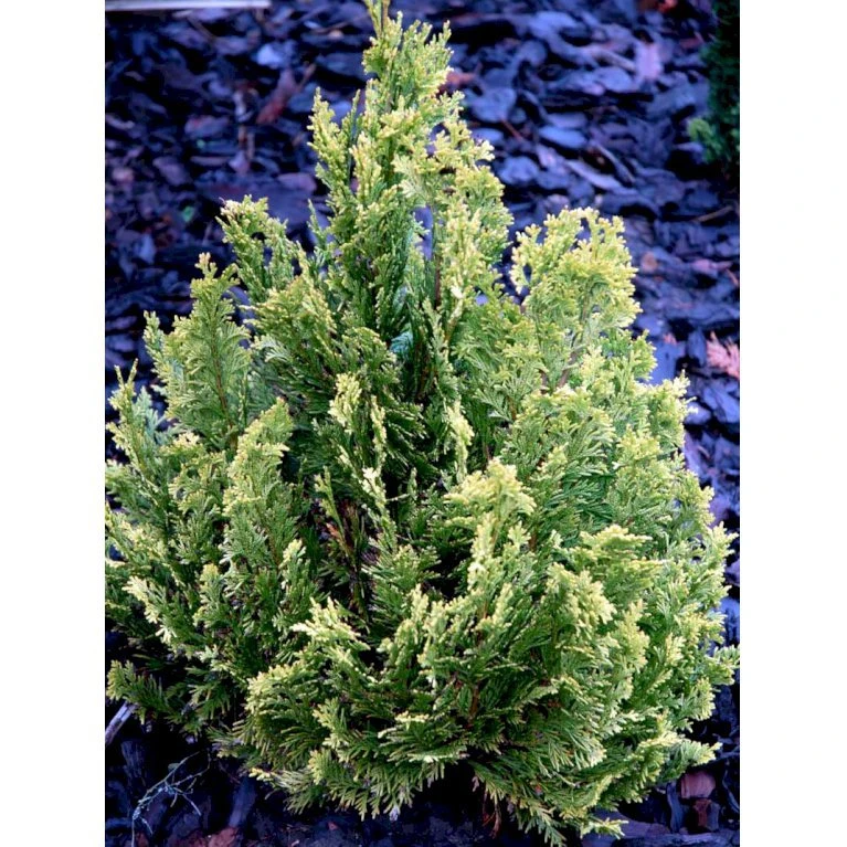 Dværg Ædelcypres 'Minima Aurea' Chamaecyparis Lawsoniana 'Minima Aurea' Potte 3,0 Liter,- 25-30 Cm. 7 Dværg Ædelcypres 'Minima Aurea' Chamaecyparis Lawsoniana 'Minima Aurea' Potte 3,0 Liter,- 25-30 Cm. - Billede 5