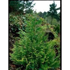 Ædelcypres 'Stardust' Chamaecyparis Lawsoniana 'Stardust' Potte 2,0 Liter,- 25-30 Cm. -Osmoz Naturens Butik mi5516 chamaecyparis laws stardust 6696
