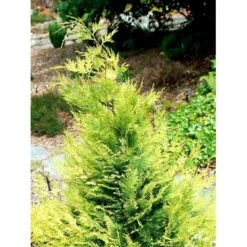 Ædelcypres 'Stardust' Chamaecyparis Lawsoniana 'Stardust' Potte 2,0 Liter,- 25-30 Cm. -Osmoz Naturens Butik mi5516 chamaecyparis laws stardust 74c9
