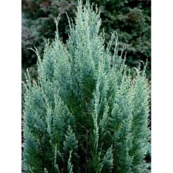 Ædelcypres 'White Spot Chamaecyparis Lawsoniana 'white Spot Med Klump,- 80-100 Cm. -Osmoz Naturens Butik mi5520 chamaecyparis laws white spot e5dd