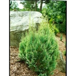 Ædelcypres 'White Spot Chamaecyparis Lawsoniana 'white Spot Med Klump,- 80-100 Cm. -Osmoz Naturens Butik mi5520 chamaecyparis laws white spot f6fb