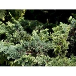 Søjle Ædelcypres 'Wisselii' Chamaecyparis Lawsoniana 'Wisselii' Potte 3,0 Liter,- 40-60 Cm. -Osmoz Naturens Butik mi5521 chamaecyparis laws wisselii 3d97