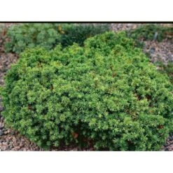 Japansk Kryptomeria 'Vilmoriniana' Cryptomeria Japonica 'Vilmoriniana' Potte 2,0 Liter,- 15-20 Cm. -Osmoz Naturens Butik mi5602 cryptomeria japonica vilmoriniana 6488