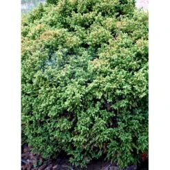 Japansk Kryptomeria 'Vilmoriniana' Cryptomeria Japonica 'Vilmoriniana' Potte 2,0 Liter,- 15-20 Cm. -Osmoz Naturens Butik mi5602 cryptomeria japonica vilmoriniana e556
