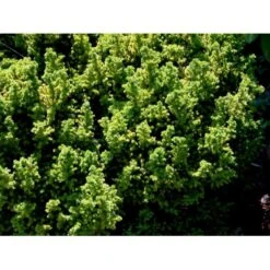 Japansk Kryptomeria 'Vilmoriniana' Cryptomeria Japonica 'Vilmoriniana' Potte 2,0 Liter,- 15-20 Cm. -Osmoz Naturens Butik mi5602 cryptomeria japonica vilmoriniana fead