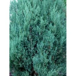 Kinesisk Enebær 'Stricta' Juniperus Chinensis 'Stricta' Potte 3,0 Liter,- 40-60 Cm. -Osmoz Naturens Butik mi5634 40 cm 2317