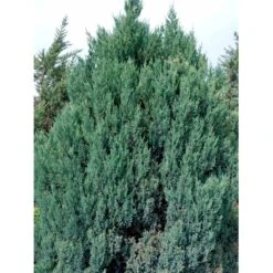 Kinesisk Enebær 'Stricta' Juniperus Chinensis 'Stricta' Potte 3,0 Liter,- 40-60 Cm. -Osmoz Naturens Butik mi5634 40 cm 9c9b