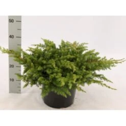 Strand Enebær 'Schlager' Juniperus Conferta 'Schlager' Potte 3,0 Liter,- 30-40 Cm. -Osmoz Naturens Butik mi5662 juniperus conferta schlager 4cca