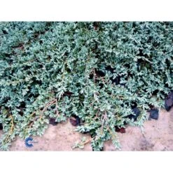 Krybende Enebær 'Icee Blue' Juniperus Horizontalis 'Icee Blue' Potte 3,0 Liter,- 25-30 Cm. -Osmoz Naturens Butik mi5675 juniperus horiz icee blue 8045