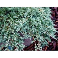 Krybende Enebær 'Icee Blue' Juniperus Horizontalis 'Icee Blue' Potte 3,0 Liter,- 25-30 Cm. -Osmoz Naturens Butik mi5675 juniperus horiz icee blue ad6c