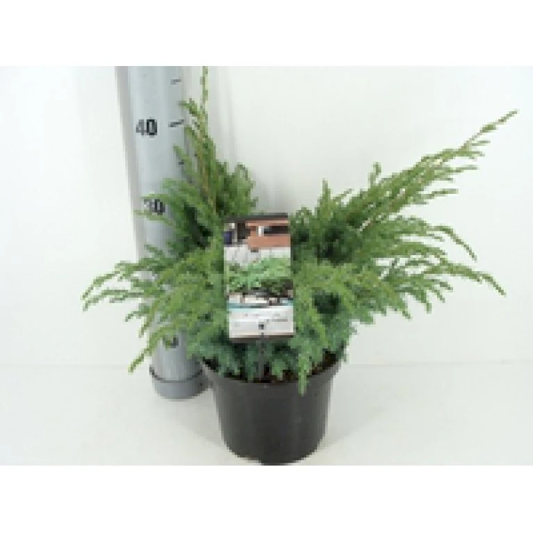 Blå Enebær 'Blue Swede' Juniperus Squamata 'Blue Swede' Potte 7,5 Liter 40-60 Cm. 4 Blå Enebær 'Blue Swede' Juniperus Squamata 'Blue Swede' Potte 7,5 Liter 40-60 Cm. - Billede 2