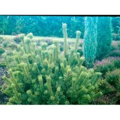 Bjergfyr 'Mughus' Pinus Mugo 'Mughus' Potte 7,5 Liter 40-60 Cm. -Osmoz Naturens Butik mi5788 pinus mugo var mughus 6287 1