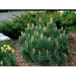 Krybende Bjergfyr 'Pumilio' Pinus Mugo Var. 'Pumilio' Potte 3,0 Liter,- 20-25 Cm. -Osmoz Naturens Butik mi5790 pinus mugo var pumilio 56ed