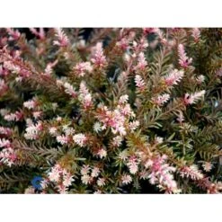 Sydtaks 'County Park Fire' Podocarpus 'County Park Fire' Potte 3,0 Liter,- 15-20 Cm. -Osmoz Naturens Butik mi5816 podocarpus county park fire db34