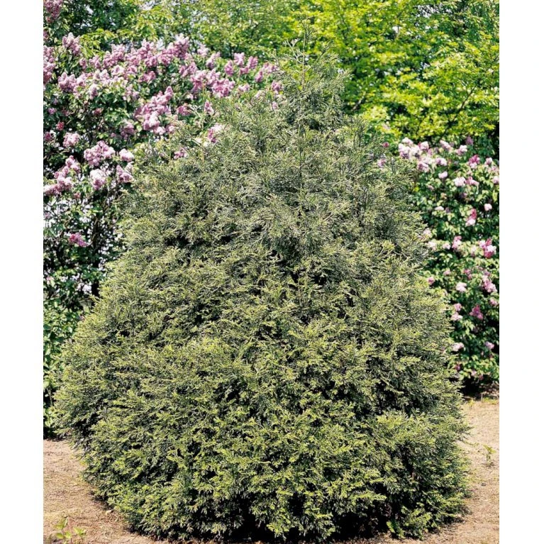 Hønsebenstræ Thujopsis Dolabrata Potte 2,5 Liter, - 25-30 Cm. 3 Hønsebenstræ Thujopsis Dolabrata Potte 2,5 Liter, - 25-30 Cm.