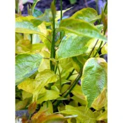 Broget Kornel 'Spaethii' Cornus Alba 'Spaethii' Med Klump,- 150-175 Cm. -Osmoz Naturens Butik mi614 cornus alba spaethii 0d36