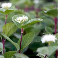 Rødgrenet Kornel 'Sibirica' Cornus Alba 'Sibirica' Potte 12 Liter,- 100-125 Cm. -Osmoz Naturens Butik mi618 cornus alba sibirica 11d5