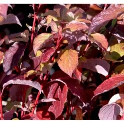 Rødgrenet Kornel 'Sibirica' Cornus Alba 'Sibirica' Potte 12 Liter,- 100-125 Cm. -Osmoz Naturens Butik mi618 cornus alba sibirica c10f