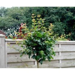 Kugle-Naur Acer Campestre 'Nanum' Opstammet 180 Cm. Med Potte 7 Kugle-Naur Acer Campestre 'Nanum' Opstammet 180 Cm. Med Potte -Osmoz Naturens Butik mi61 acer campestre nanum 891f